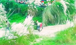 আশ্বিনেও কাশফুলের শুভ্রতা ছড়াচ্ছে তিস্তায়