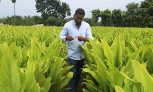 অনুপ্রাণিত হয়ে চাষবাদ শুরু, শুধু হলুদে অর্ধকোটি টাকা লাভের আশা রবিউলের