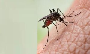 ফরিদপুরে ডেঙ্গুতে প্রাণ গেল আরও ১ জনের, হাসপাতালে ৩২১