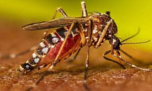 ফরিদপুরে ডেঙ্গুতে আরও ৩ জনের মৃত্যু, হাসপাতালে ৩৩৫ জন