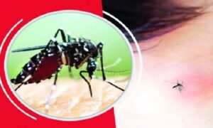 ফরিদপুরে ডেঙ্গুতে প্রাণ গেল আরও ২ জনের, হাসপাতালে ২৮৮