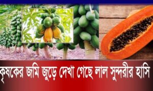 কৃষকের জমি জুড়ে দেখা গেছে লাল সুন্দরীর হাসি II 18.10.23 II BDHEADLINES24 NEWS