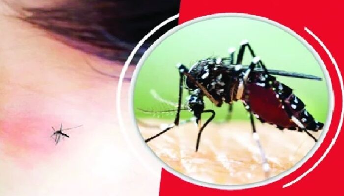 ফরিদপুরে ডেঙ্গুতে একদিনে প্রাণ গেল আরও দুই জনের