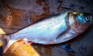 মাছের গায়ে লেখা আল্লাহু, দেখতে জনতার ভিড়