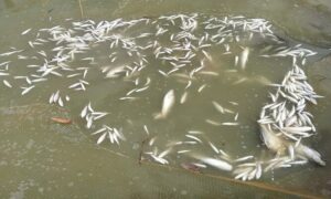 নবাবগঞ্জে পূর্ব শত্রুতার জের ধরে পুকুরে বিষ প্রয়োগ করে মাছ নিধনের অভিযোগ