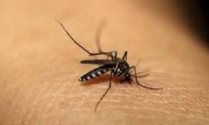 ফরিদপুরে ডেঙ্গুতে প্রাণ গেল আরও এক নারীর, হাসপাতালে ৫৫