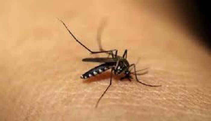 ফরিদপুরে ডেঙ্গুতে প্রাণ গেল আরও এক নারীর, হাসপাতালে ৫৫