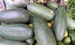 হিলি বাজারে অসময়ে মিলছে বাঙ্গি