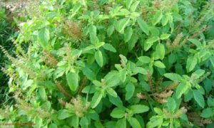 জেনে নিন যেসব রোগ সারবে তুলসী পাতার রসে