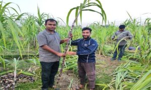 লাল রঙের আখেই রঙিন স্বপ্ন দেখছেন তরুন কৃষি  উদ্যোক্তা রাহাত রাজা