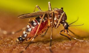 দেশজুড়ে ডেঙ্গুতে আরও ৬ জনের মৃত্যু