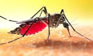 দেশজুড়ে ডেঙ্গুতে ১১ জনের মৃত্যু