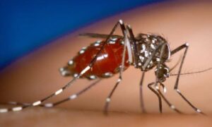 দেশে ডেঙ্গুতে আরও ৭ জনের মৃত্যু, হাসপাতালে ১৯১২