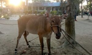 ঠাকুরগাঁওয়ে বিজিবি কতৃক বিলুপ্তপ্রায় নীলগাই উদ্ধার