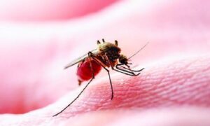 সারাদেশে ডেঙ্গুতে ৪ জনের মৃত্যু