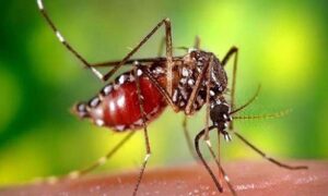 দেশজুড়ে ডেঙ্গুতে প্রাণ গেল আরও ৪ জনের