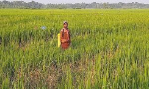 দাকোপ কারেন্ট পোকার আক্রমনে হাজারো কৃষক দিশেহারা