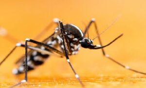 সারাদেশে ডেঙ্গুতে ৫ জনের মৃত্যু