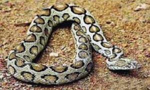 ফরিদপুরে দেড় ঘন্টার ব্যাবধানে মারা হলো দুটি রাসেল ভাইপার সাপ