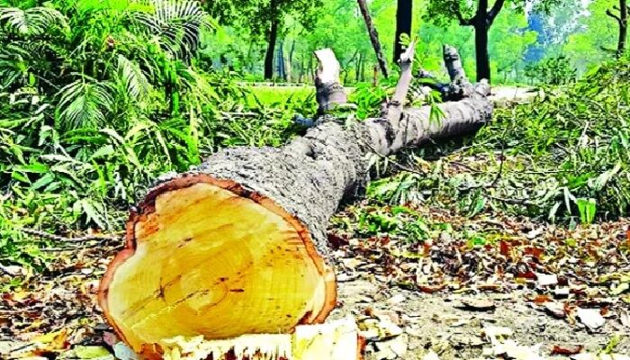 কক্সবাজারে নির্বিচারে হাজার হাজার বৃক্ষ নিধন