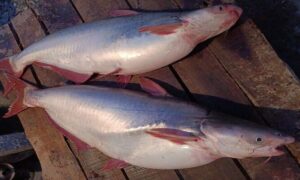 কুড়িগ্রামে ব্রহ্মপুত্র নদে জেলের জালে ১০ ও ১৪ কেজি ওজনের পাঙ্গাশ