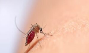 সারাদেশে ডেঙ্গুতে আরও ৮ জনের মৃত্যু