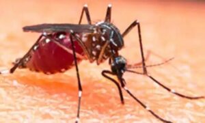 সারাদেশে ডেঙ্গুতে আরও ৩ জনের মৃত্যু, হাসপাতালে ৯৭১