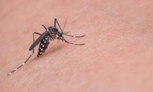 সারাদেশে ডেঙ্গুতে আরও ৭ জনের মৃত্যু, হাসপাতালে ৮৭৭