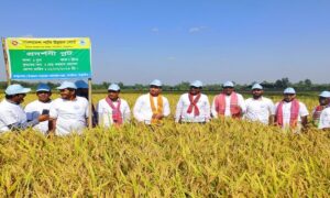 ঠাকুরগাঁওয়ে শস্য কর্তন ও মাঠ দিবস অনুষ্ঠিত