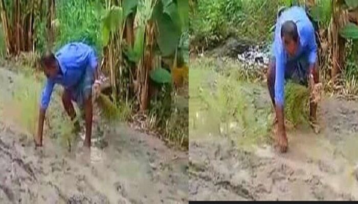 বৃষ্টি হলেই কাঁদায় ভরে যায় রাস্তা, ধানের চারা রোপন করে এলাকাবাসীর প্রতিবাদ
