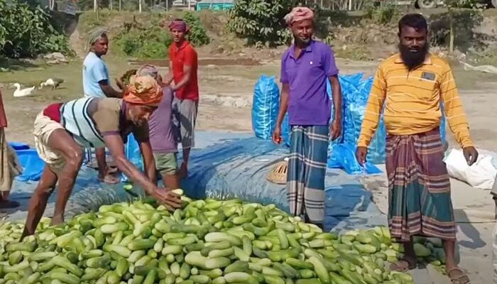 ভাল দাম পেয়ে আগাম খিরা চাষ করে কৃষকের মুখে হাসি