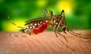 দেশে ডেঙ্গুতে প্রাণ গেল আরও ২ জনের