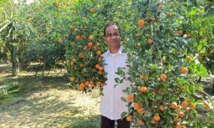 ঠাকুরগাঁওয়ে কমলা বাগান করে চমক সৃষ্টি করেছেন জয়নাল